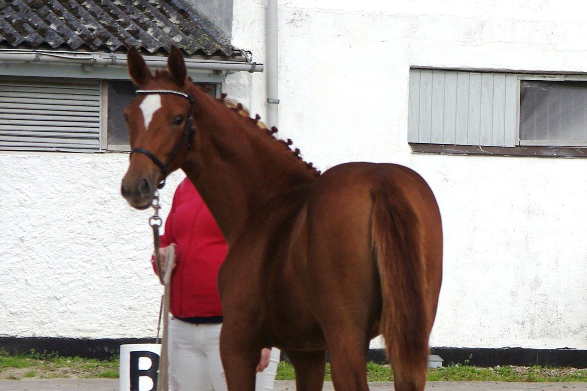 Dansk Varmblod Perfect match scarlett billede 4