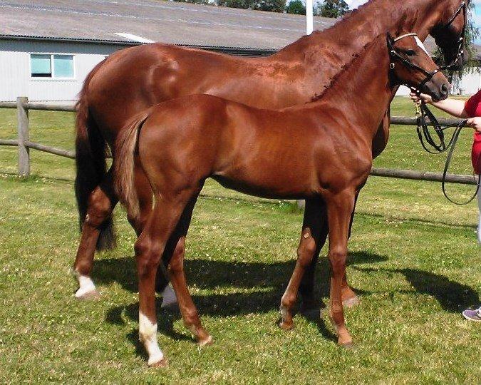 Dansk Varmblod Perfect match scarlett billede 3