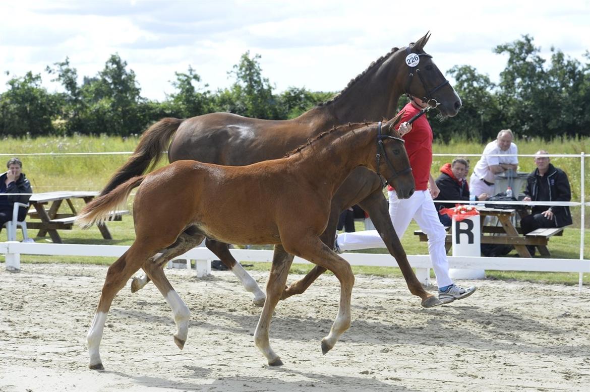 Dansk Varmblod Perfect match senator billede 1