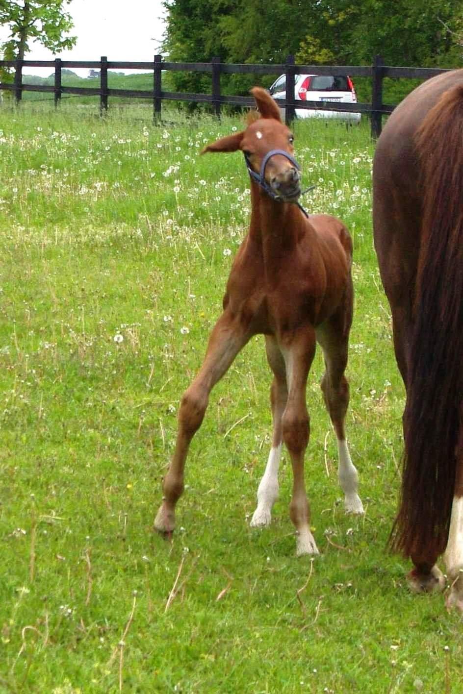 Dansk Varmblod Perfect match senator billede 2