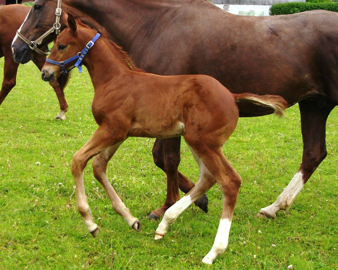 Dansk Varmblod Perfect match senator billede 4