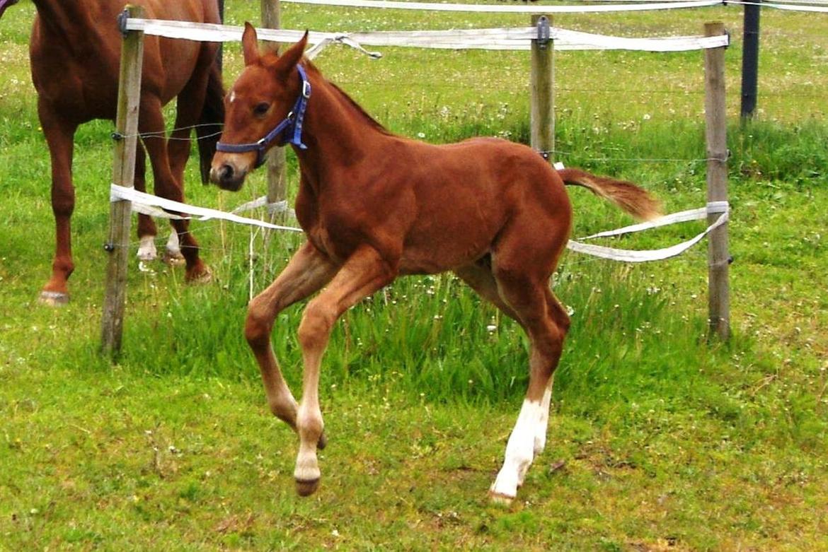 Dansk Varmblod Perfect match senator billede 5