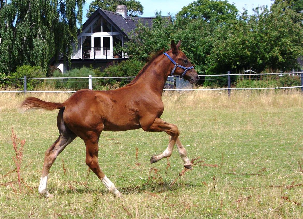 Dansk Varmblod Perfect match senator billede 6