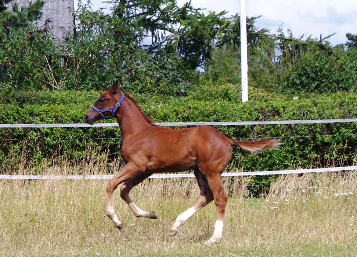 Dansk Varmblod Perfect match senator billede 7