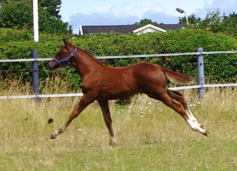 Dansk Varmblod Perfect match senator billede 8