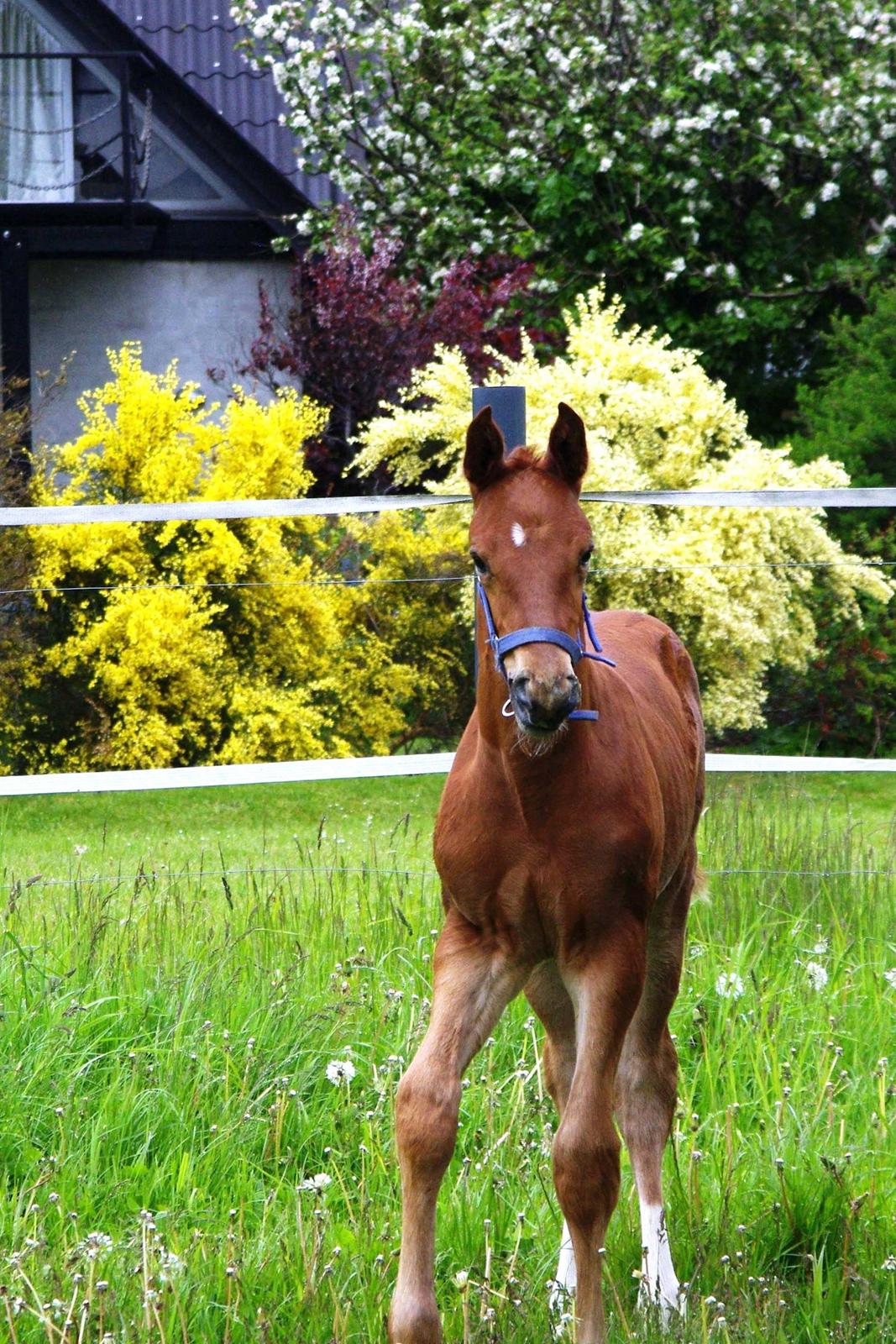 Dansk Varmblod Perfect match senator billede 9