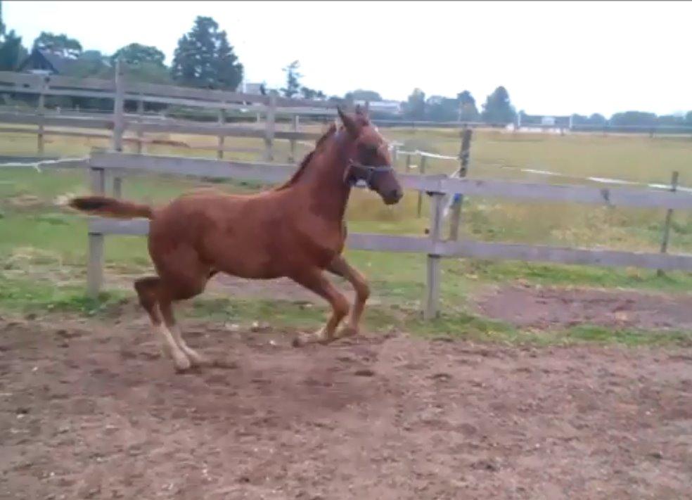 Dansk Varmblod Perfect match senator billede 10