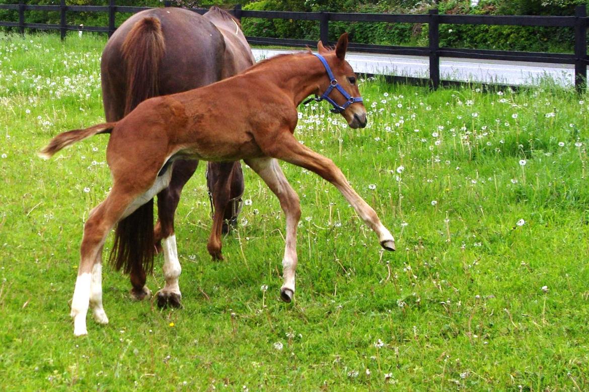 Dansk Varmblod Perfect match senator billede 3