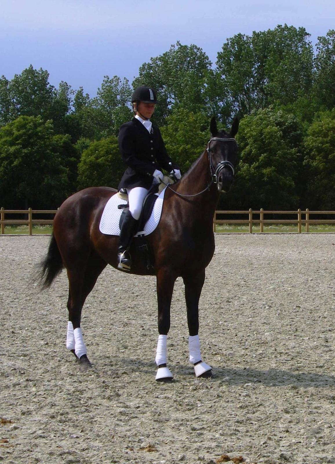 Dansk Varmblod Sugar Baby billede 1