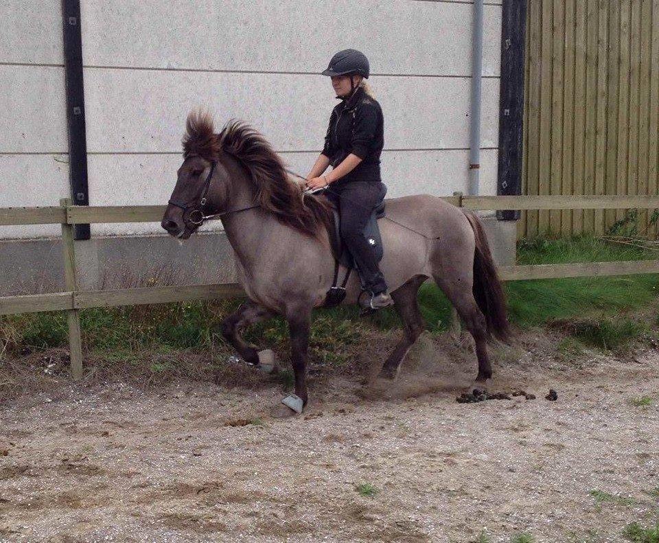 Islænder Móses Fra Sjónarhóli billede 6