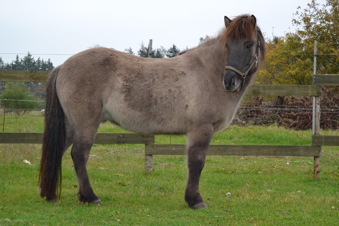 Islænder Móses Fra Sjónarhóli billede 16