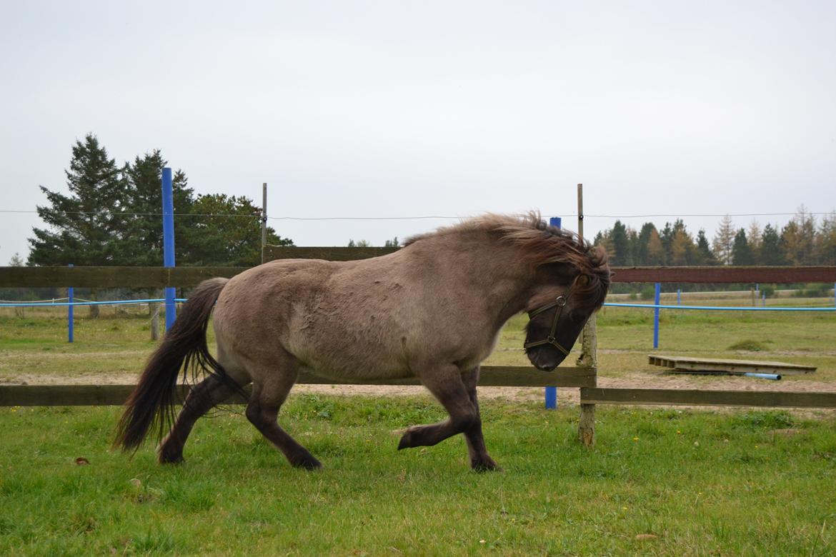 Islænder Móses Fra Sjónarhóli billede 17