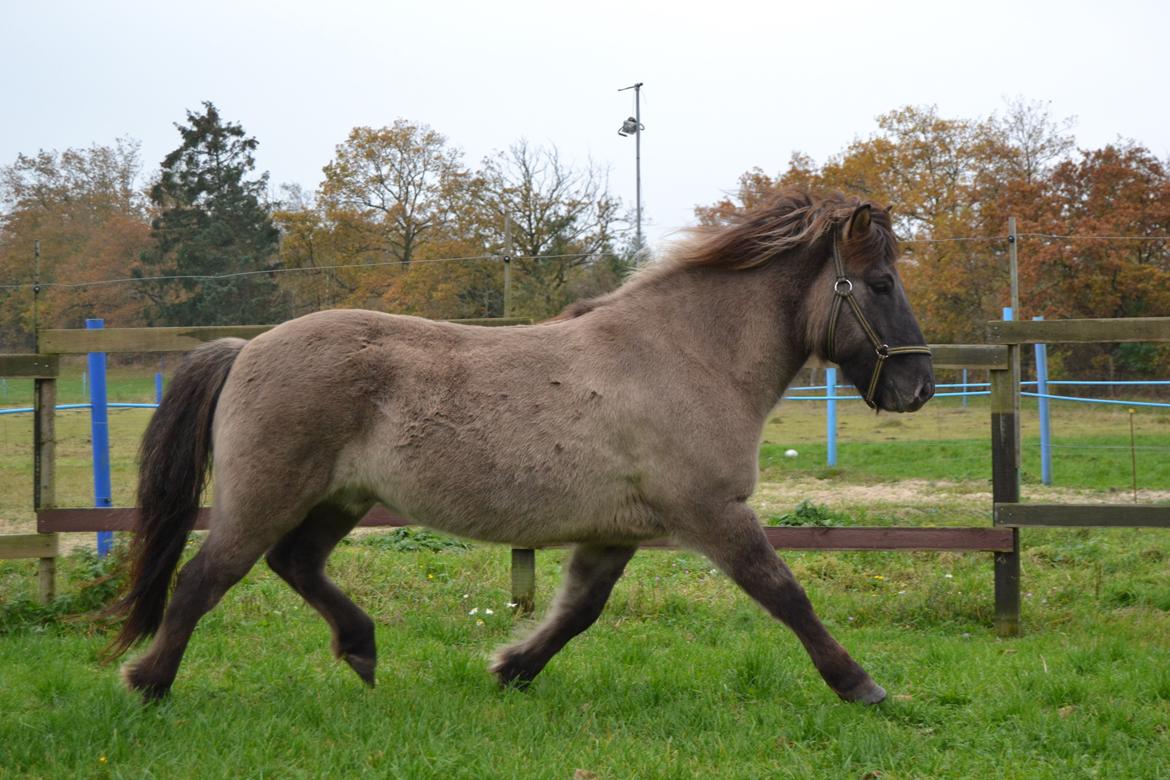 Islænder Móses Fra Sjónarhóli billede 18
