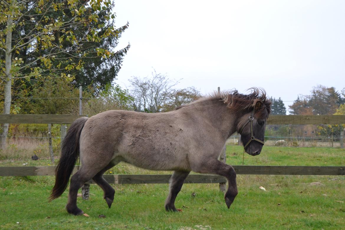 Islænder Móses Fra Sjónarhóli billede 19