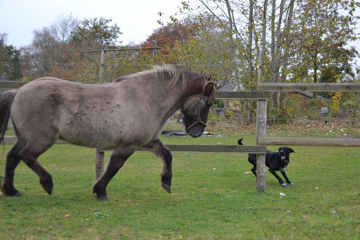 Islænder Móses Fra Sjónarhóli billede 21
