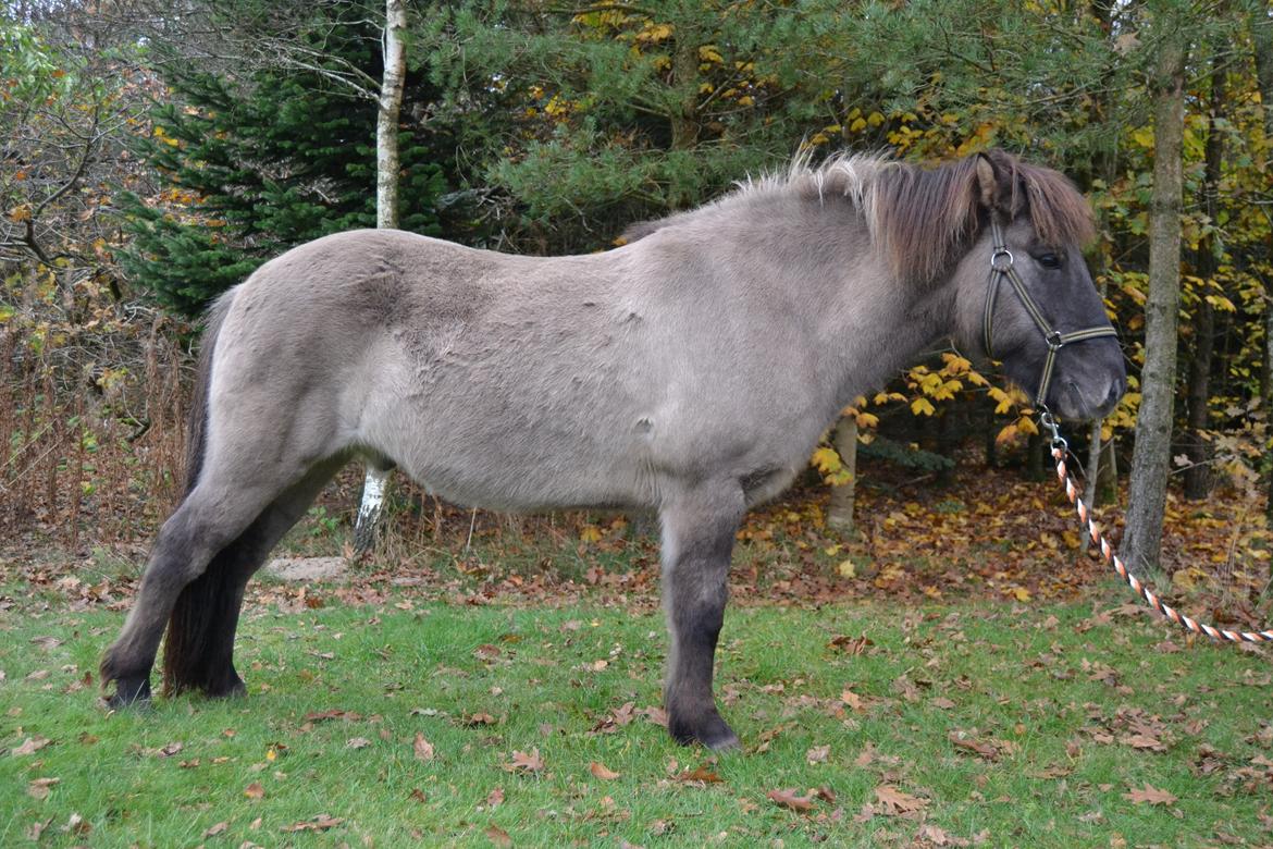 Islænder Móses Fra Sjónarhóli billede 22