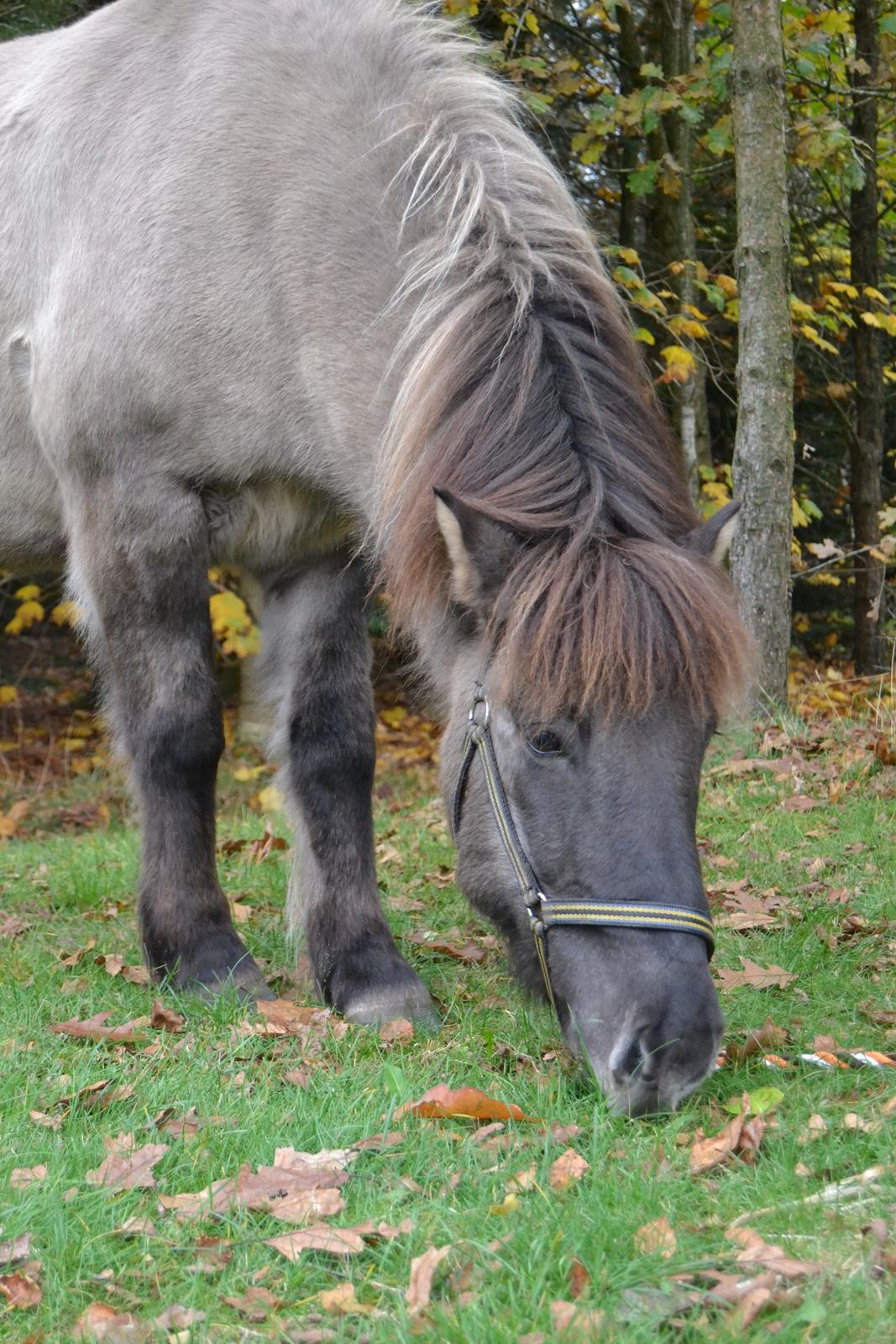 Islænder Móses Fra Sjónarhóli billede 23