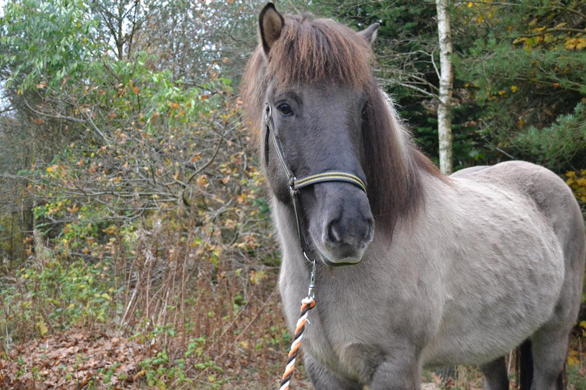 Islænder Móses Fra Sjónarhóli billede 25