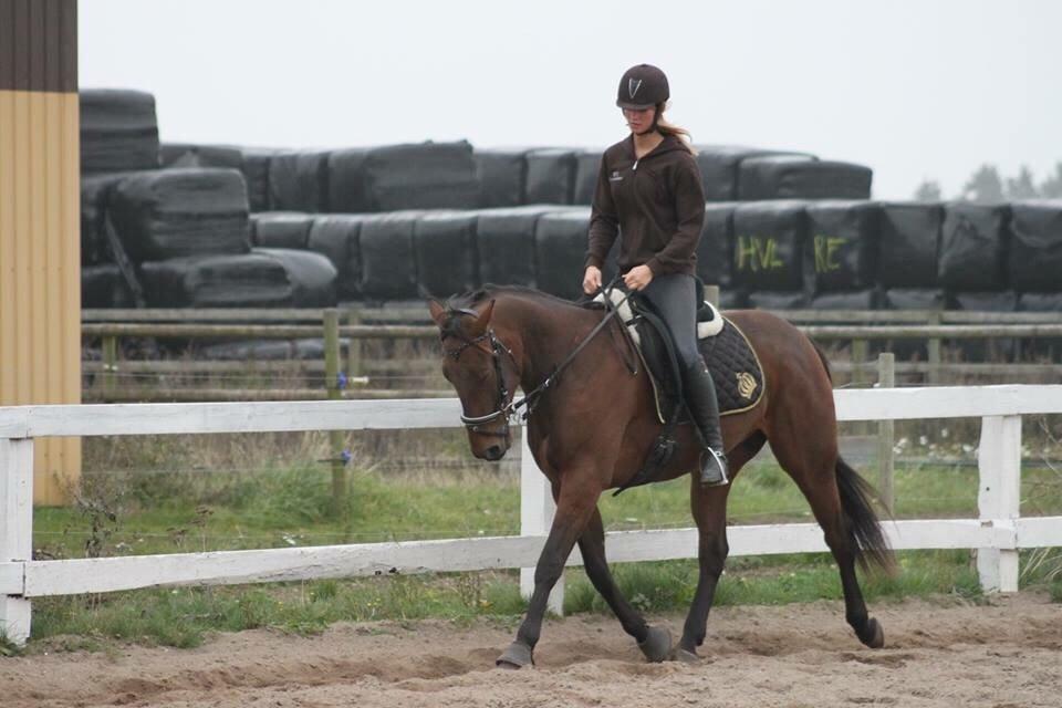 Traver Barbar Hornline (SE) (Deline) billede 28