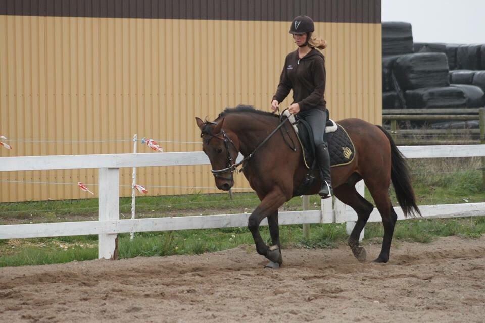 Traver Barbar Hornline (SE) (Deline) billede 29