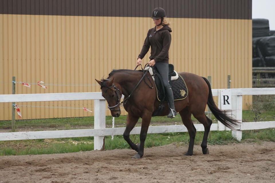 Traver Barbar Hornline (SE) (Deline) billede 32