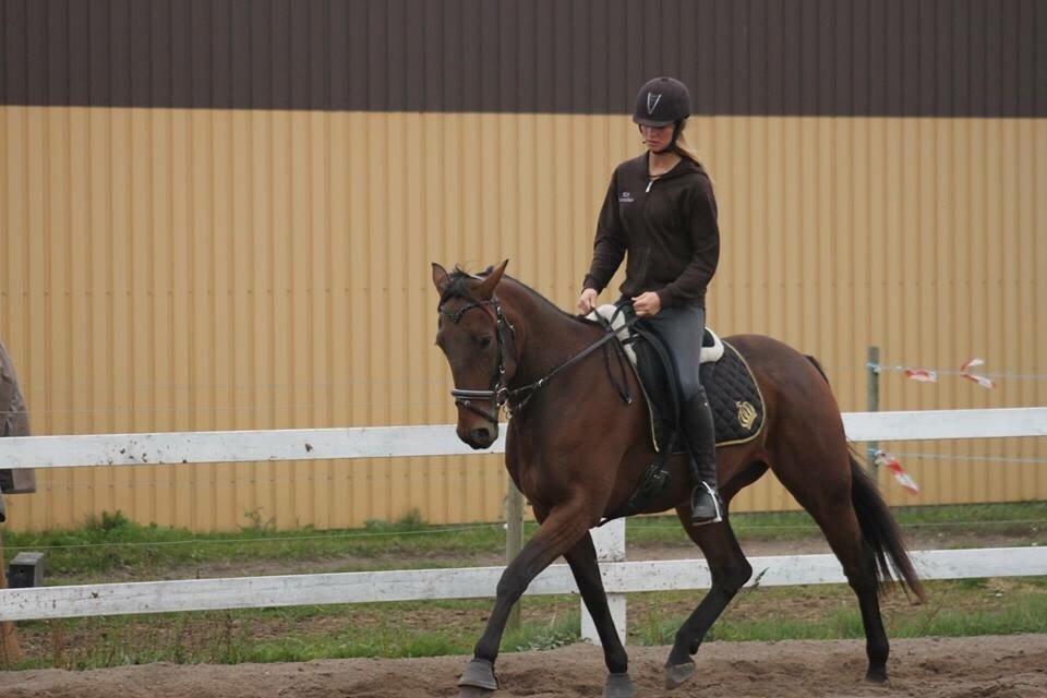 Traver Barbar Hornline (SE) (Deline) billede 33