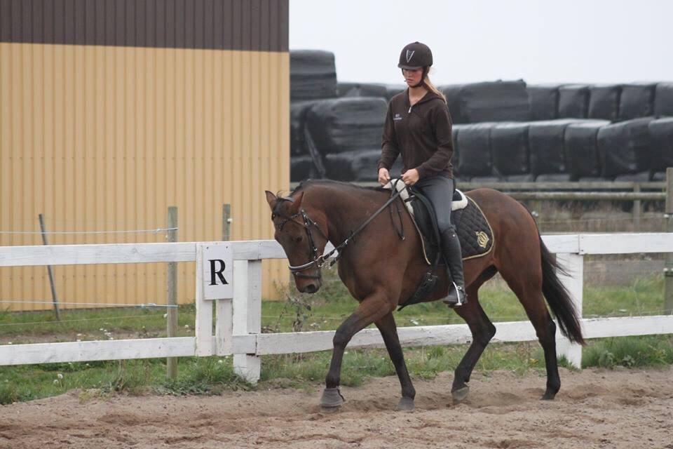 Traver Barbar Hornline (SE) (Deline) billede 38