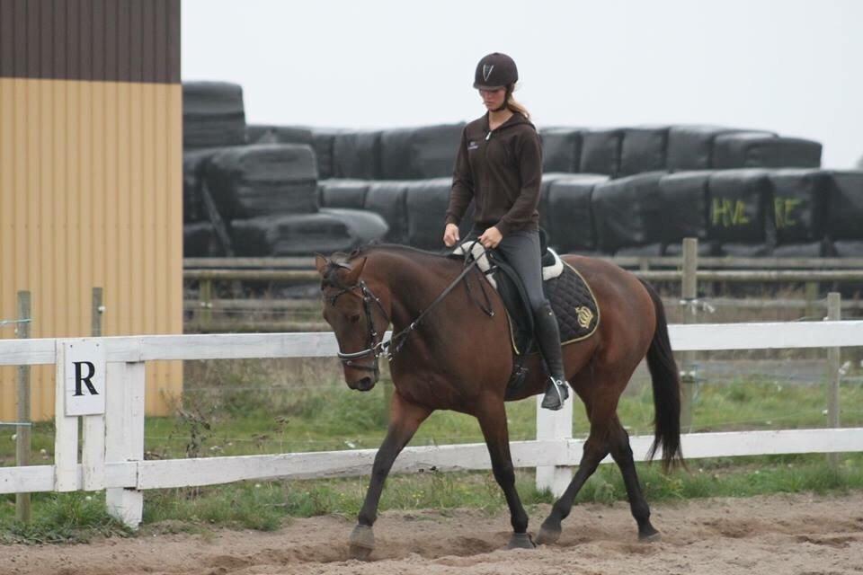 Traver Barbar Hornline (SE) (Deline) billede 39