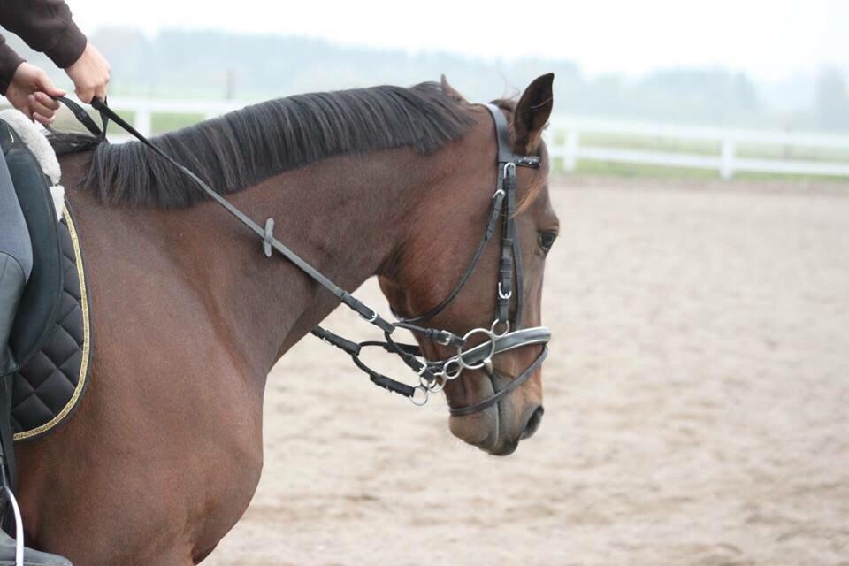 Traver Barbar Hornline (SE) (Deline) billede 42