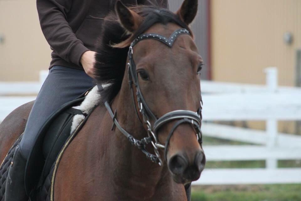 Traver Barbar Hornline (SE) (Deline) billede 43