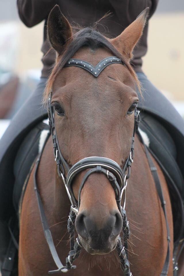 Traver Barbar Hornline (SE) (Deline) billede 45