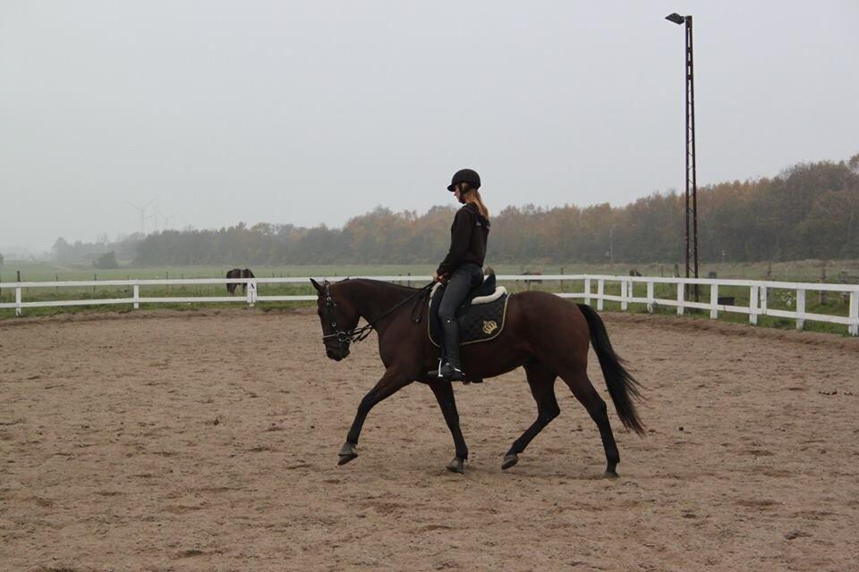 Traver Barbar Hornline (SE) (Deline) billede 46