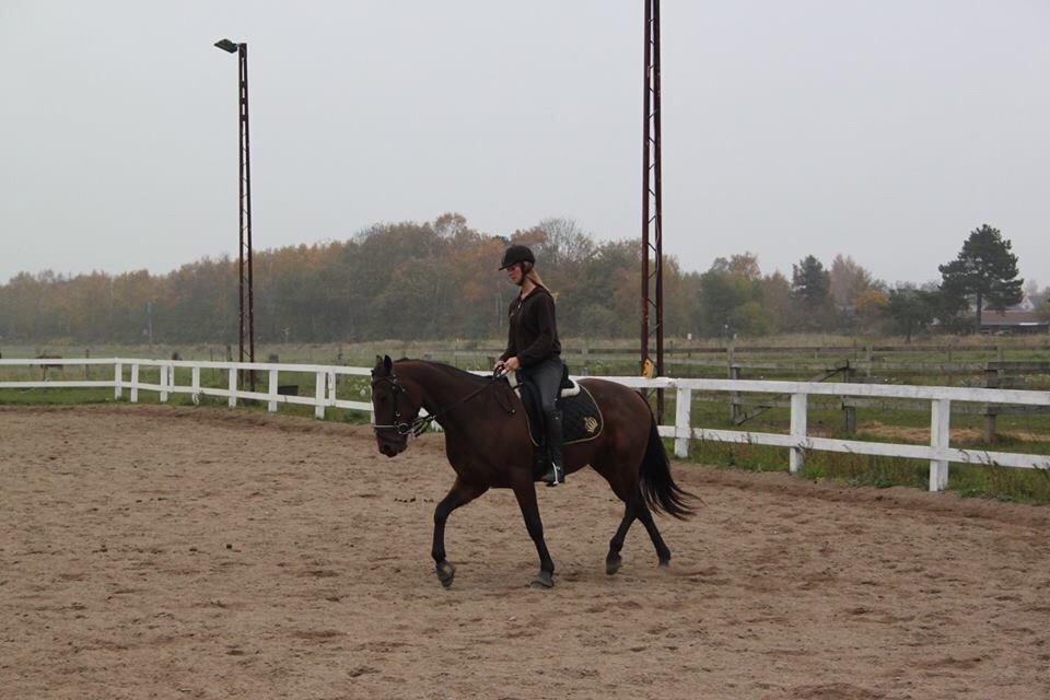 Traver Barbar Hornline (SE) (Deline) billede 47