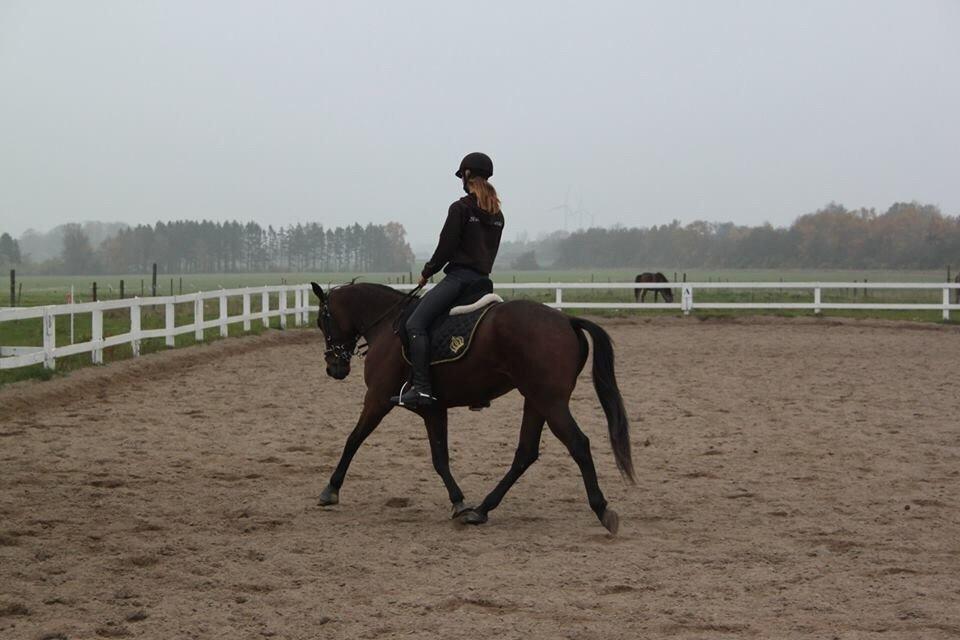 Traver Barbar Hornline (SE) (Deline) billede 49