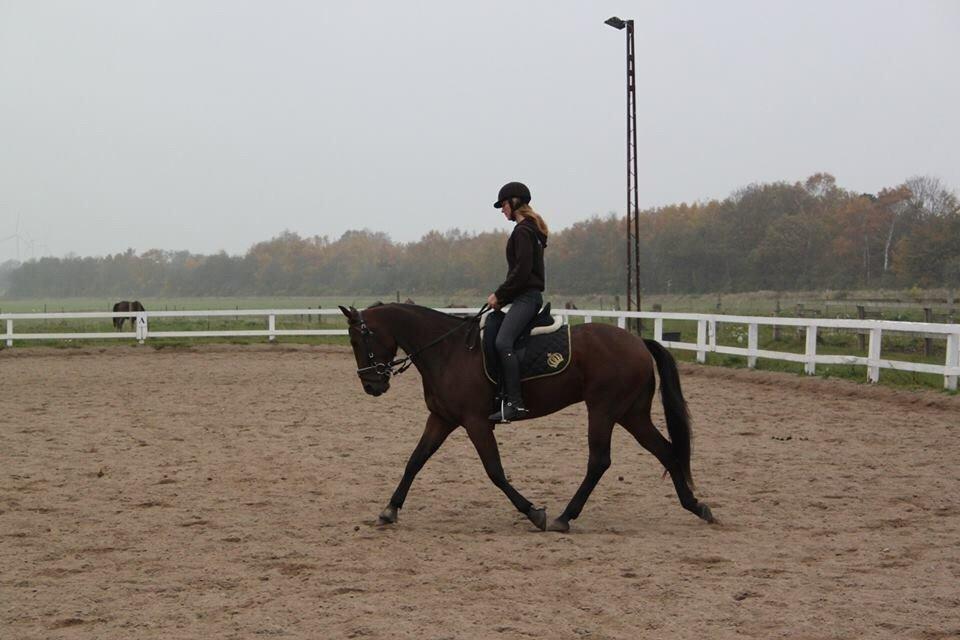 Traver Barbar Hornline (SE) (Deline) billede 48