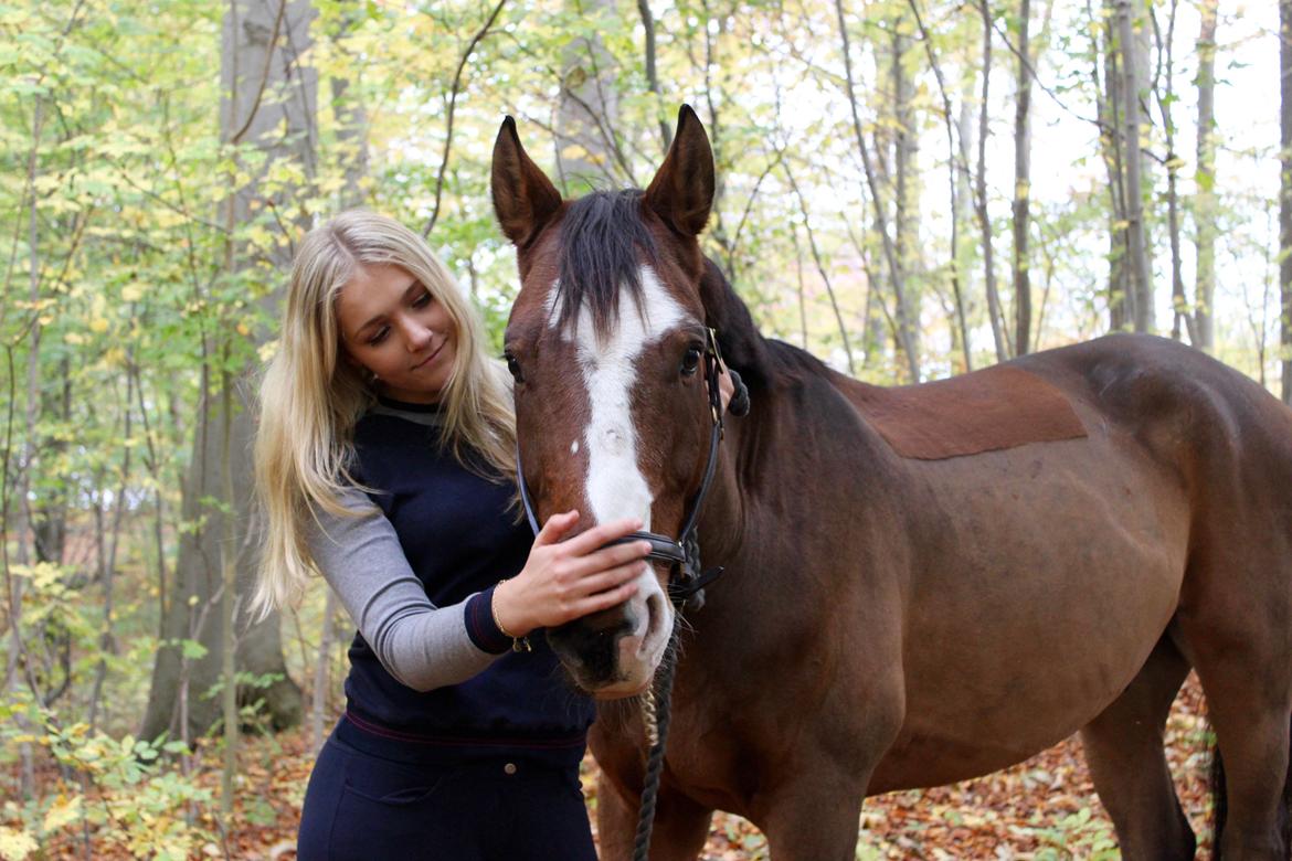 Dansk Varmblod Fighter billede 15
