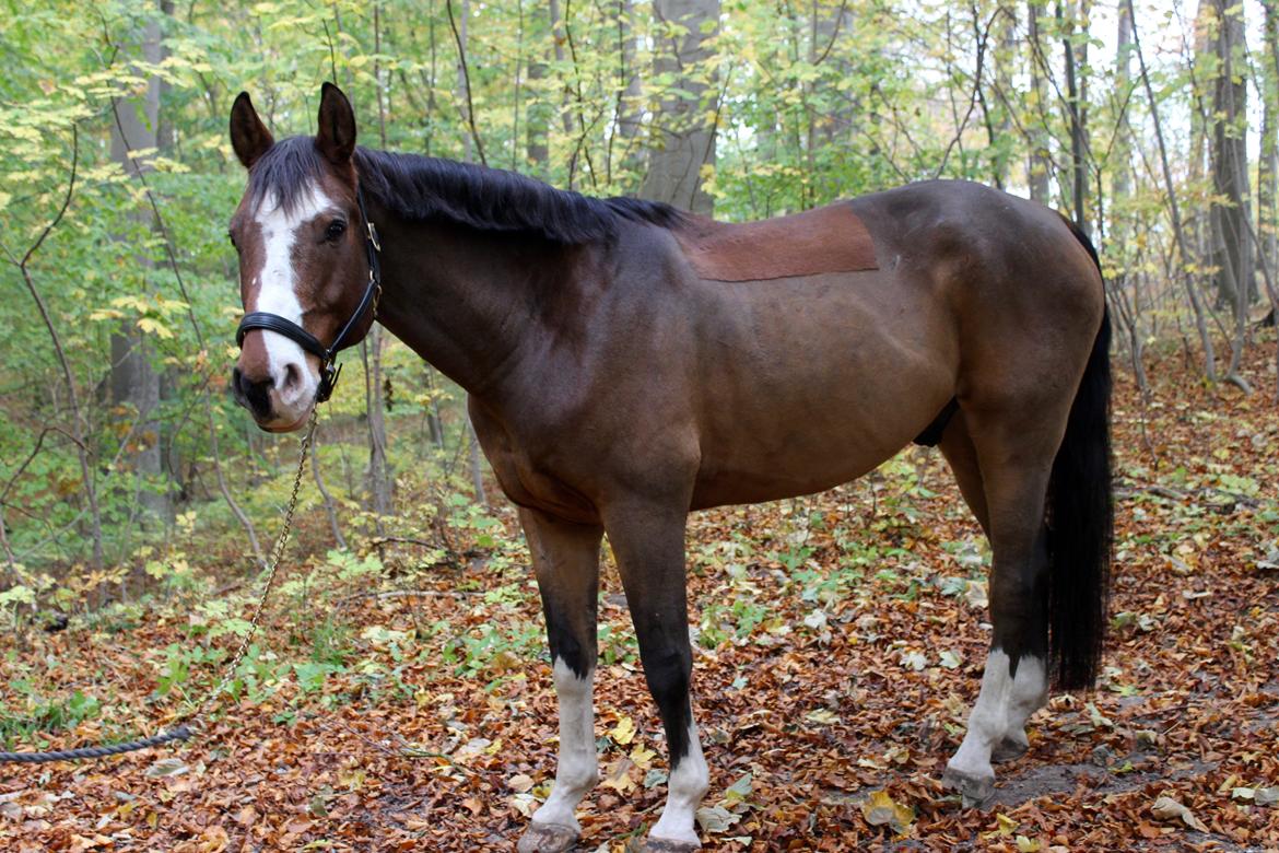 Dansk Varmblod Fighter billede 12