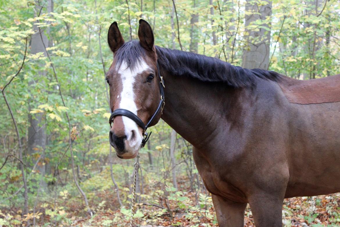 Dansk Varmblod Fighter billede 17