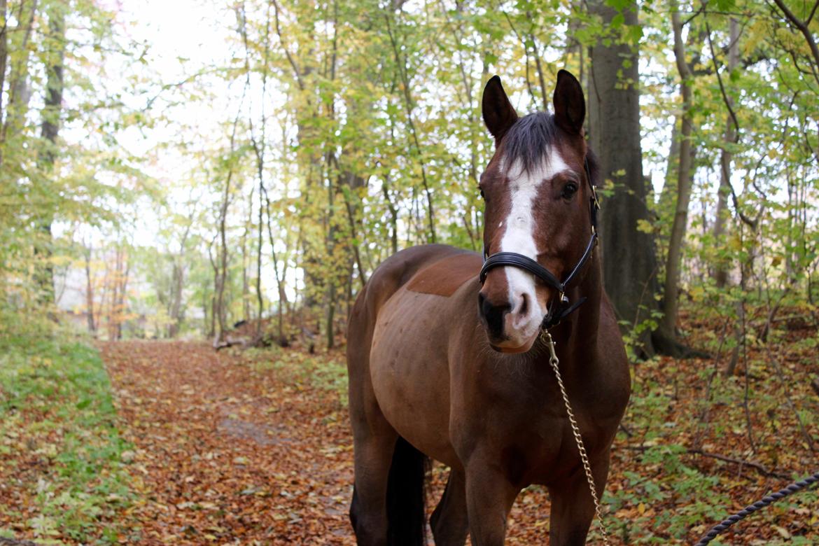 Dansk Varmblod Fighter billede 21