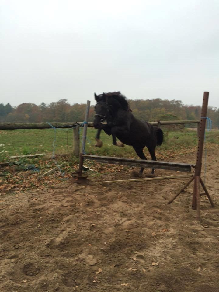 Anden særlig race Agetha billede 14