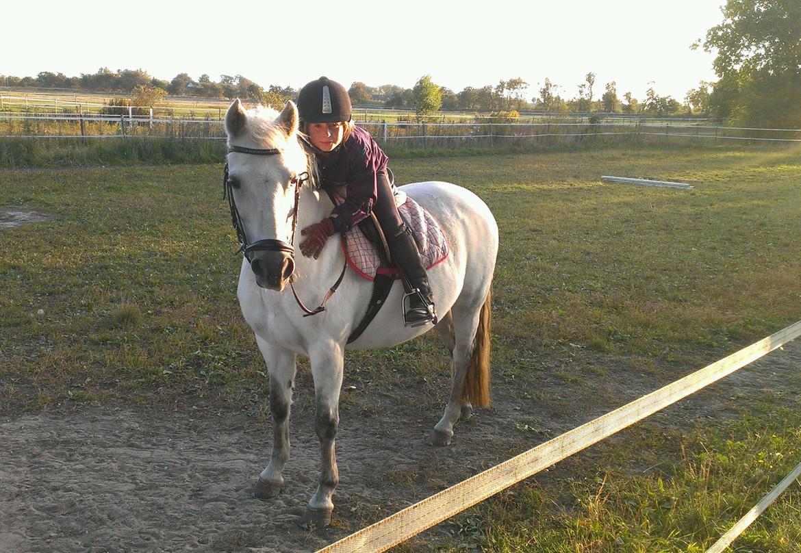 New Forest Dalens Bella billede 1