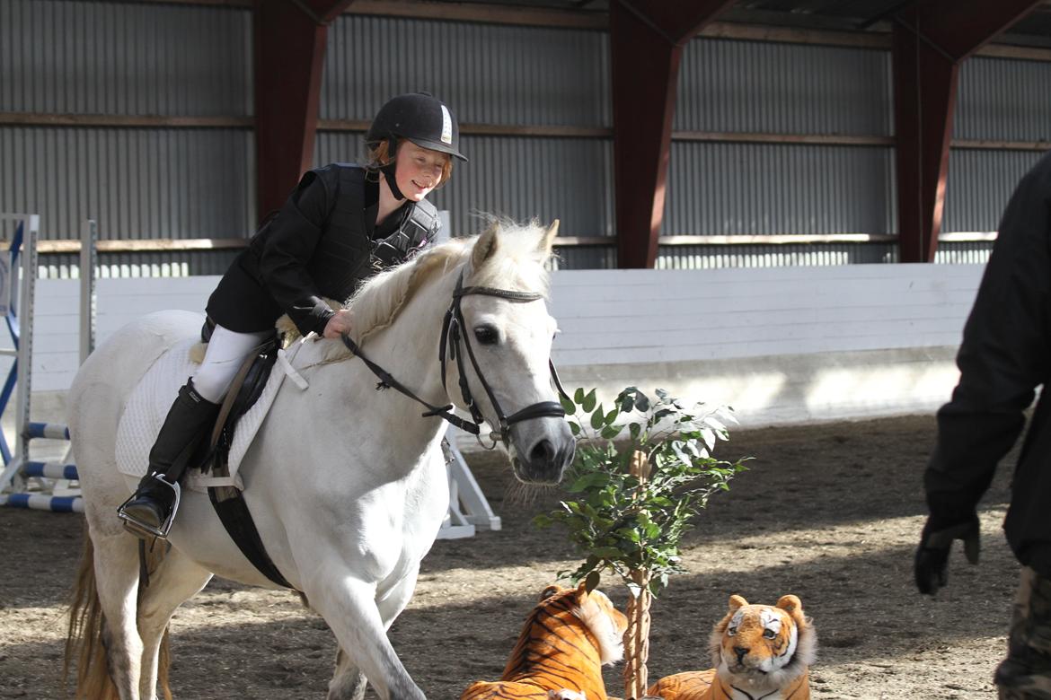 New Forest Dalens Bella billede 2