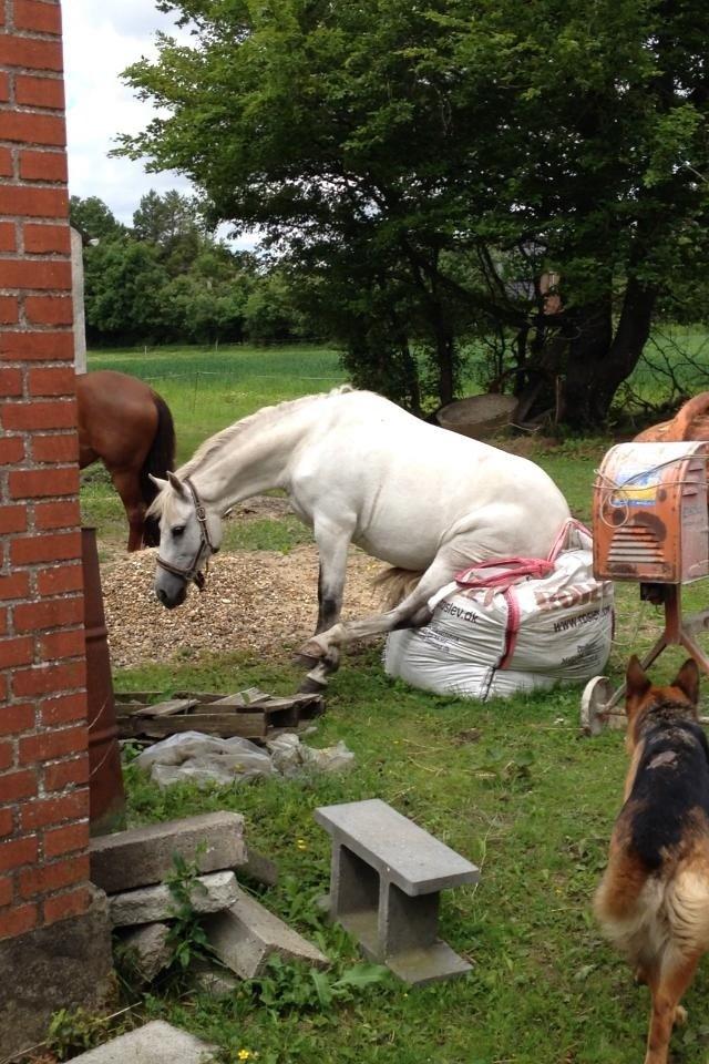 New Forest Dalens Bella billede 3