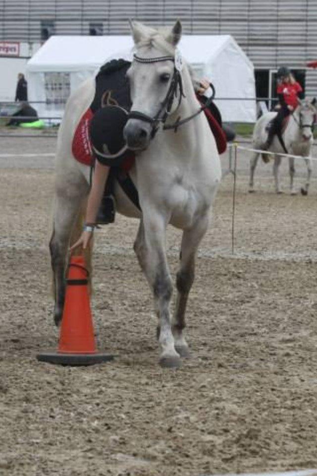 New Forest Dalens Bella billede 4