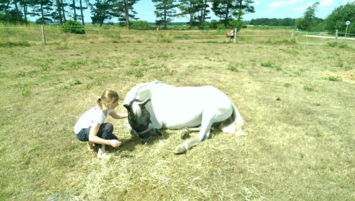 New Forest Dalens Bella billede 6