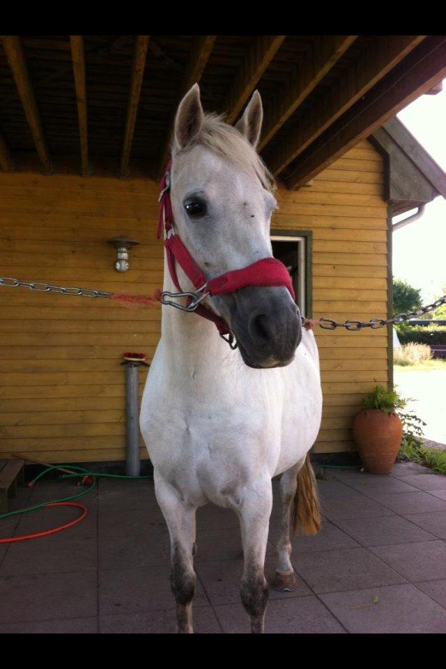 New Forest Dalens Bella billede 8