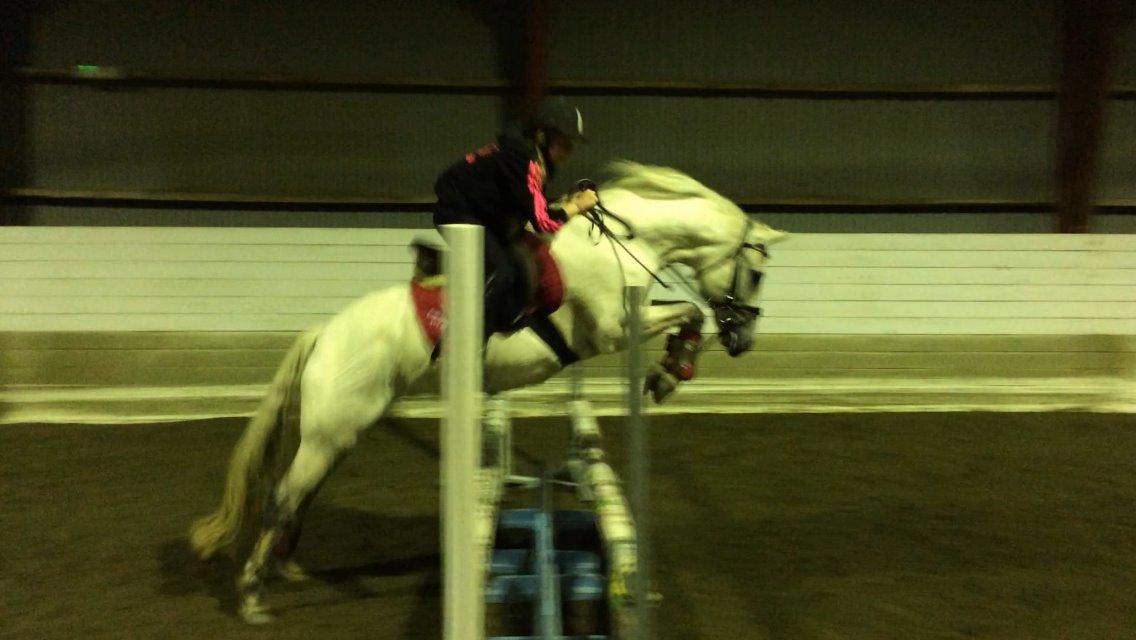 New Forest Dalens Bella billede 10