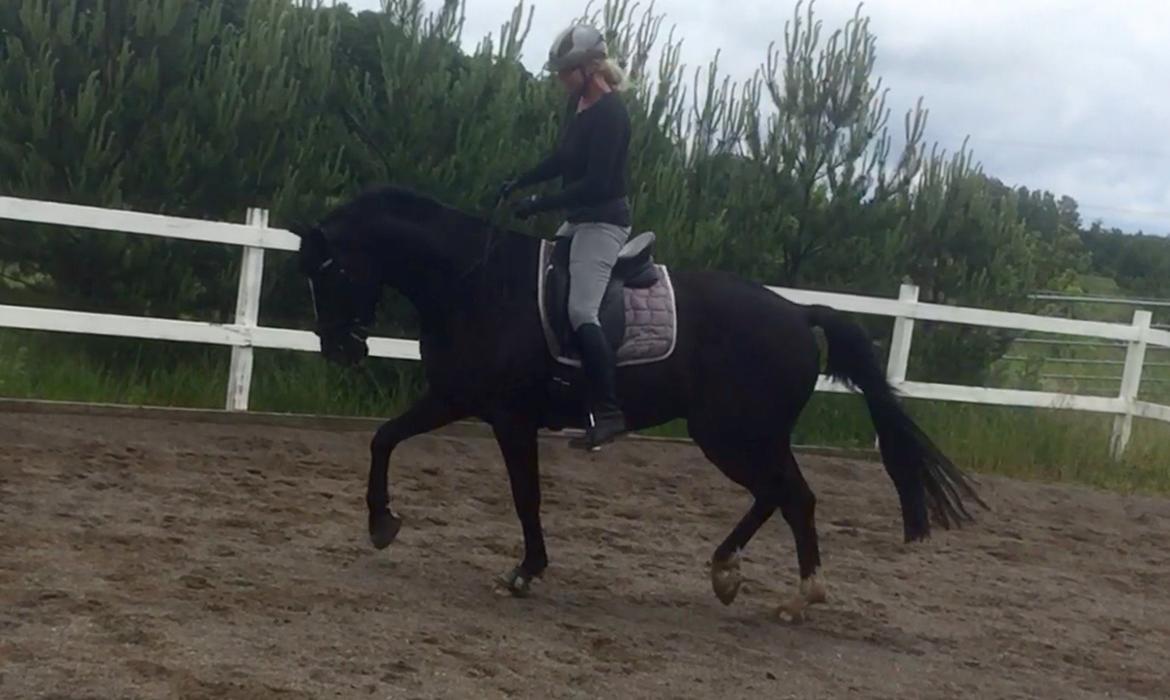 Dansk Varmblod Lyngbakgaard's Narcoh billede 37