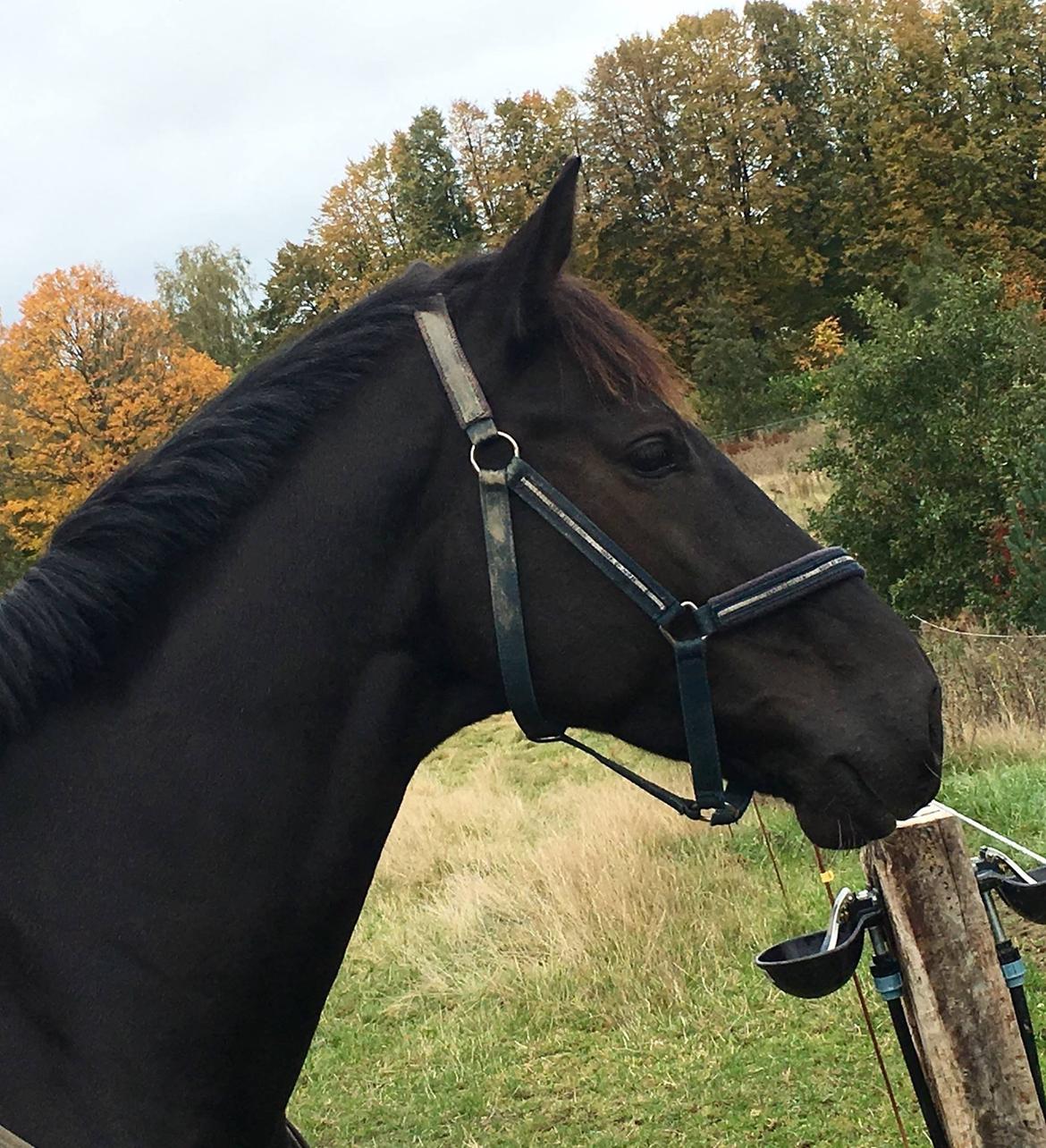 Dansk Varmblod Lyngbakgaard's Narcoh billede 39