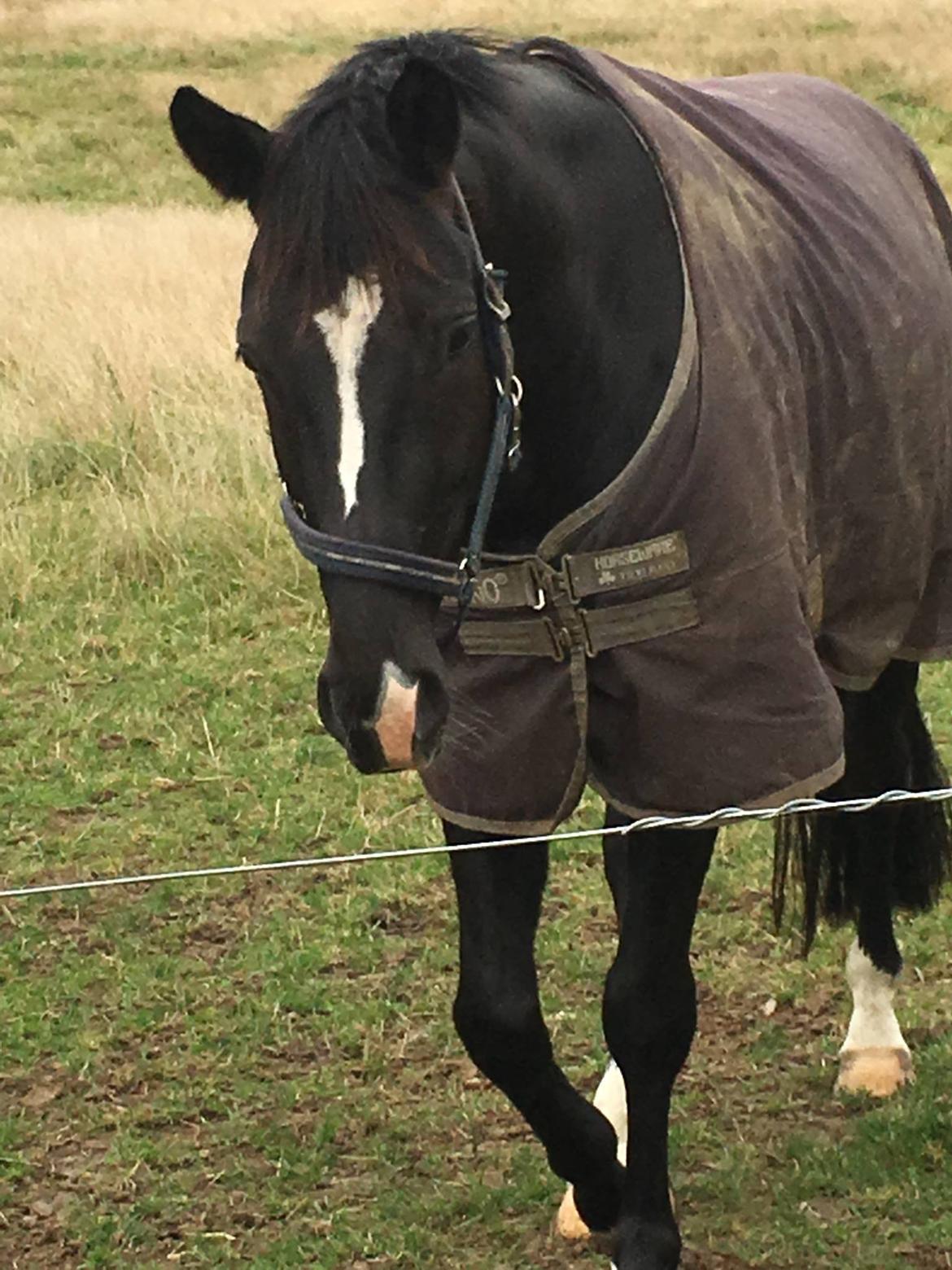 Dansk Varmblod Lyngbakgaard's Narcoh billede 38